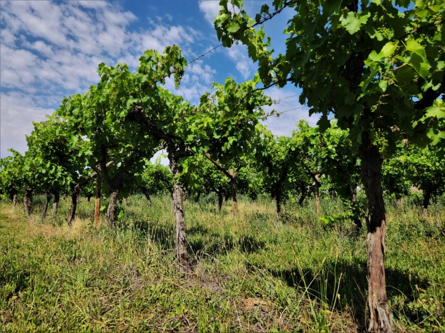 Commercial Property for Sale in Upington Rural Northern Cape